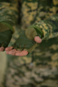 рукавиці безпалі Okley олива - Photo 2